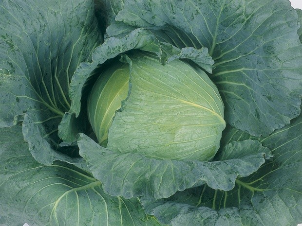冬用キャベツ